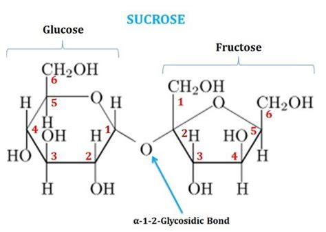 Disaccharides: Definition + Examples | easybiologyclass