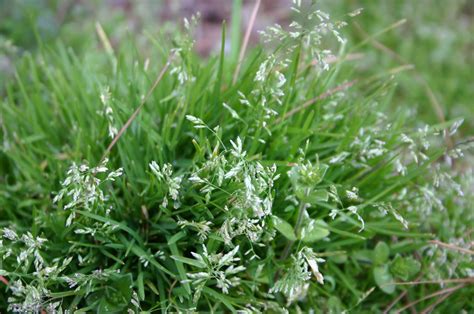 Annual Bluegrass – Control in Fall-planted Fescue | Walter Reeves: The Georgia Gardener