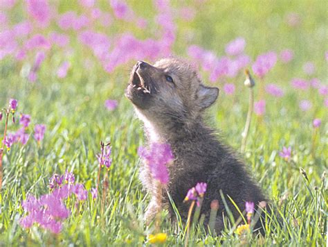 Awooo! You’ll Howl For These Wolf Pups - Baby Animal Zoo