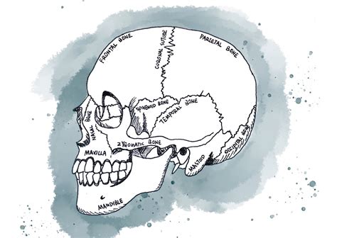 Human Skull Anatomy Drawing