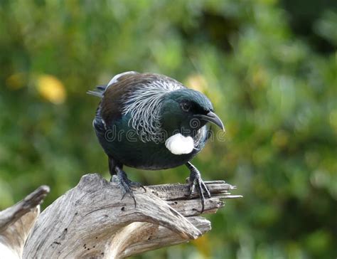 New Zealand Tui bird stock image. Image of zealand, colourful - 73448661