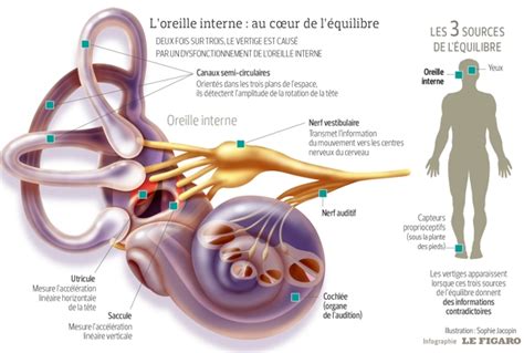 Vertiges : mieux comprendre pour mieux traiter