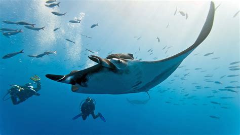 Dive Sites - Surin Islands - Richelieu Rock, Koh Bon, Koh Tachai