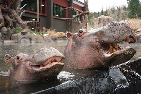 VOTE: Help Cheyenne Mountain Zoo win “Best Zoo in U.S.”