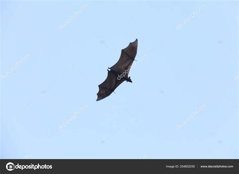 Bats Flying Sky Dusk — Stock Photo © rajastills #354652030