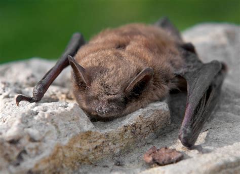 Black gold: Hunting bat guano at Northwest Trek for conservation study