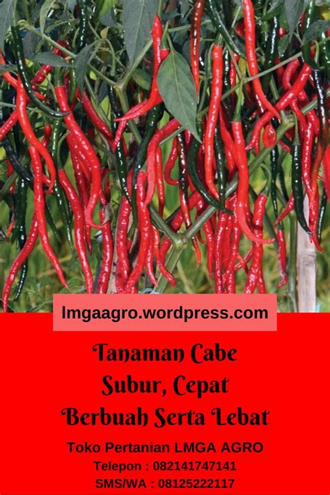 Cara Menanam Cili Besar Mulai Dari Cara Menanam Cabe - vrogue.co