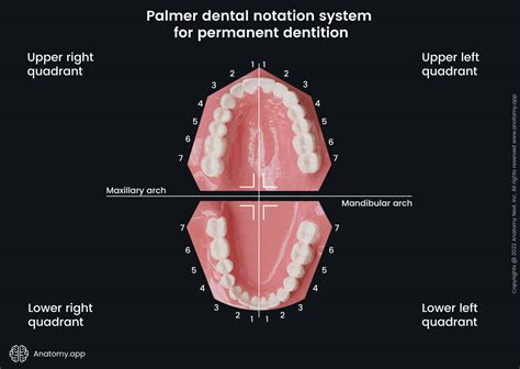 Palmer dental notation system for permanent dentition | Media Library | Anatomy.app | Learn ...