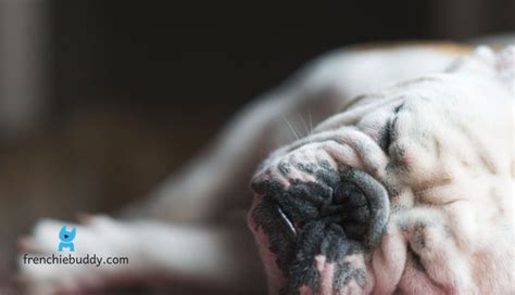 Do French bulldogs sleep a lot? & Their Sleeping Habits - frenchie buddy