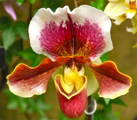 Paphiopedilum | Paphiopedilum g. Bournhill Orchid House, Lon… | Flickr