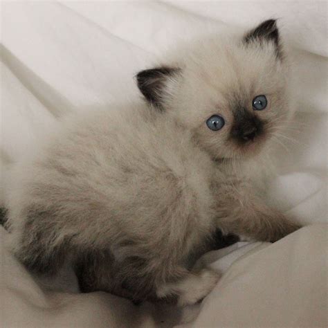 Ragdoll Kittens a bit of Heaven! Available Now! Ragdoll Cat Breeders, Ragdoll Cattery, Ragdoll ...