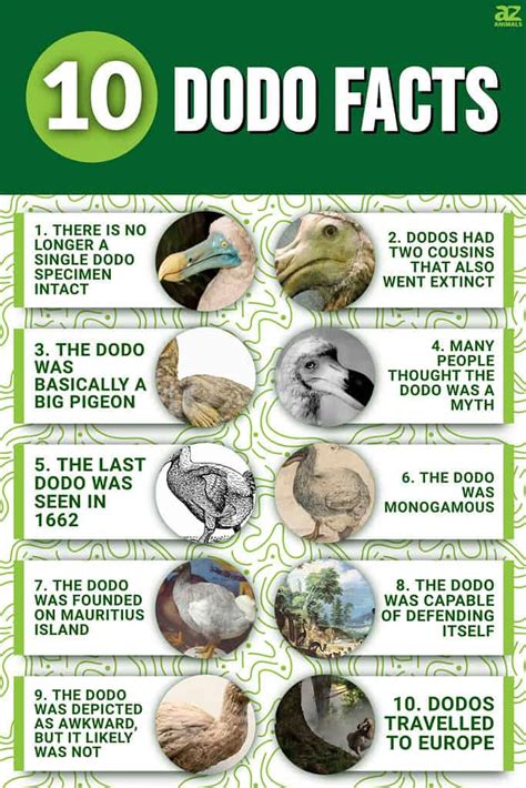 10 Incredible Dodo Facts - A-Z Animals