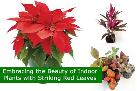 Embracing the Beauty of Indoor Plants with Striking Red Leaves