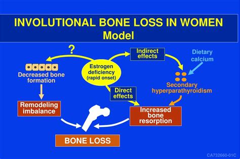 PPT - ESTROGEN ACTION, BONE CELL FUNCTION, AND OSTEOPOROSIS PowerPoint ...