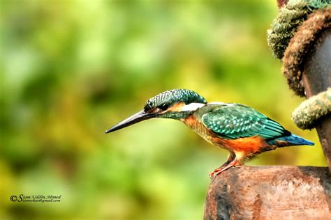 Common Kingfisher - River Kingfisher - পাতি মাছরাঙা | Flickr