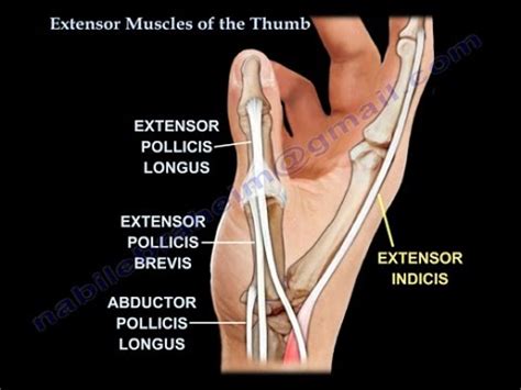 Thumb Anatomy Muscles