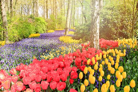 Keukenhof Gardens: Tulips for Days | The WANDERLUSTers