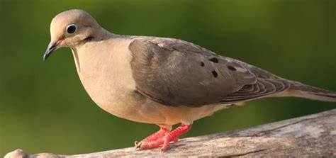 Mourning Dove Call | Free Ringtone Downloads | Animal Ringtones