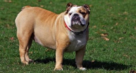 Health Issues of English Bulldogs - Prudent Pet Insurance