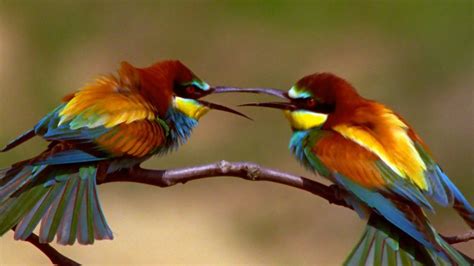 Bee-eater | bird | Britannica.com