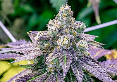 The 15 Highest THC Seeds Available For Sale - 10Buds