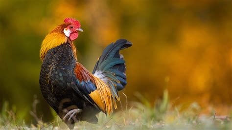 Colorful Rooster Is Standing In Blur Light Yellow Green Background HD ...