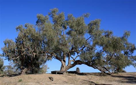 Burke and Wills 'Gathering' - DIG TREE 150