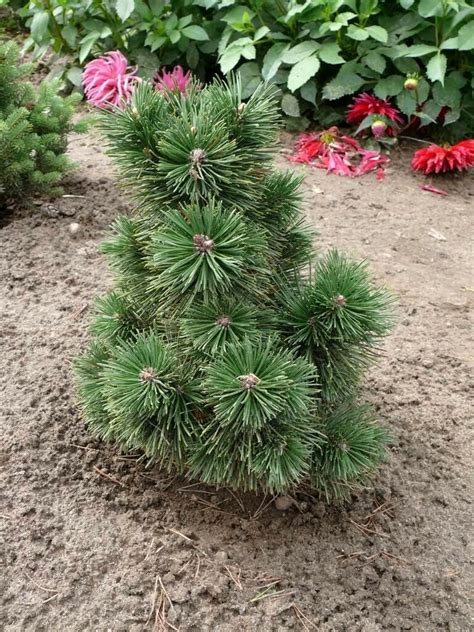 MUGO PINE Dwarf Evergreen Shrub Pinus Pumilio 25 Seeds - Seeds & Bulbs