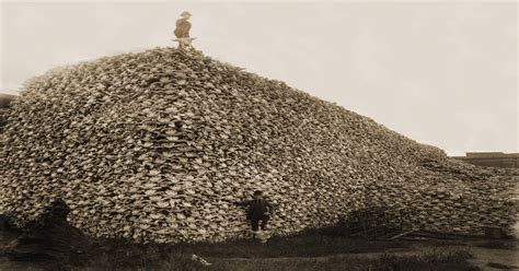 A pile of American bison skulls waiting to be ground for fertilizer, mid-1870s [2845x2224 ...