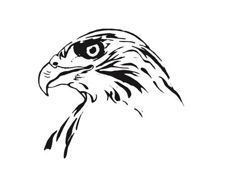 Hawk Head Drawing at GetDrawings | Free download