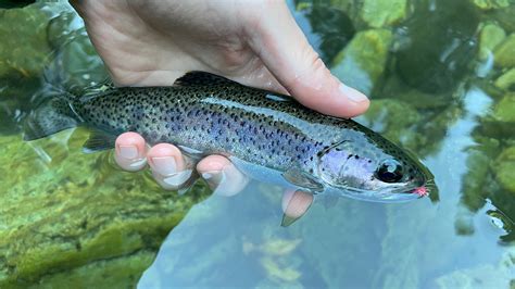 Rainbow Trout | Native Fish Society