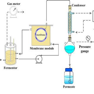 Production of butanol with the addition of butyrate as well as ...