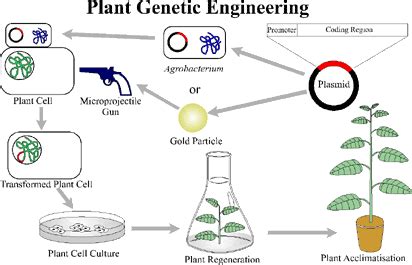 Syngenta partners with QUT for sugarcane biomass conversion to biofuels - draws on molecular farming