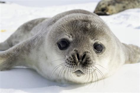 Weddell seals communicate with ultrasonic sounds • Earth.com