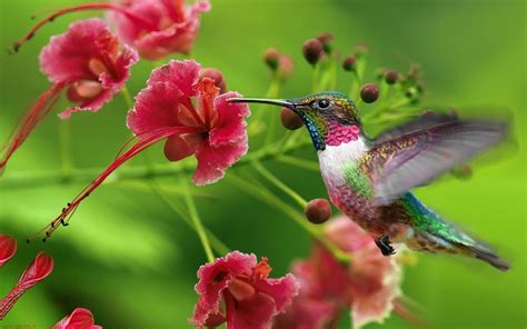 Vibrant Hummingbird HD Wallpaper