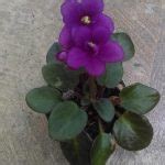 Saintpaulia African violet Optimara Little Ruby (Mini) | Rare Plants | Plants Online
