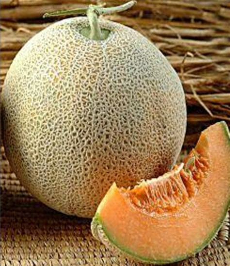 Musk Melon Honey – Vegetable Seeds