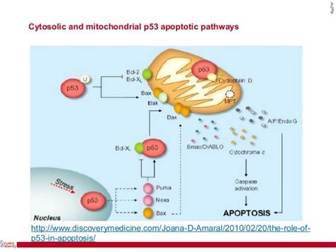 Apoptosis and cancer stem cell