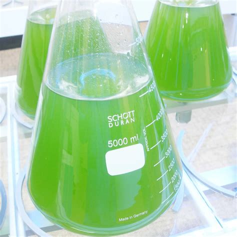 Chlorella,Microalgae,Algae Culture For Algae Storage Rack - Buy Algae ...