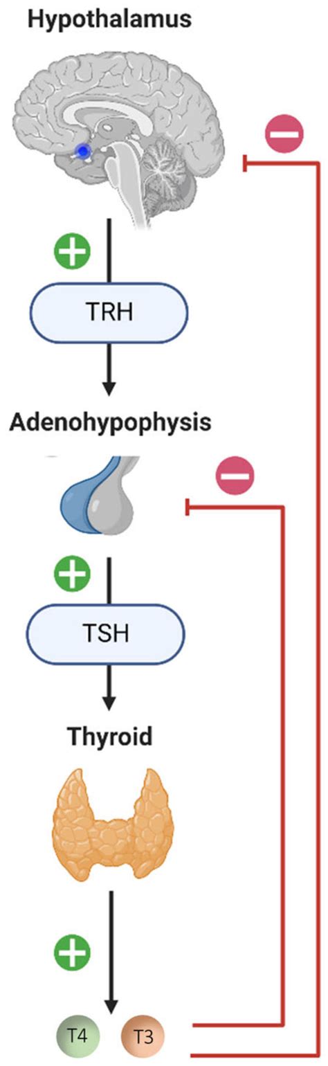 Diagram of the hypothalamic-pituitary-thyroid (HPT) axis. The neurons... | Download Scientific ...