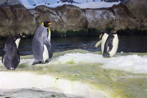 Penguins in Kansas City Zoo in Kansas City Missouri Stock Photo - Image of water, business ...