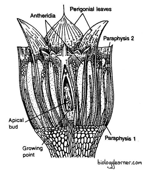 Polytrichum: Distribution, Structure, Reproduction