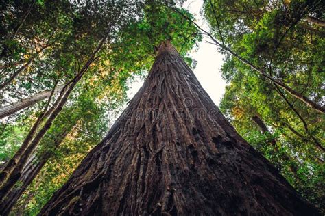 Hyperion Tree, the Tallest Tree in the World, Redwoods National and ...