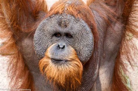 Bornean Orangutan - Profile | Facts | Diet | Habitat | Endangered - Primates Park