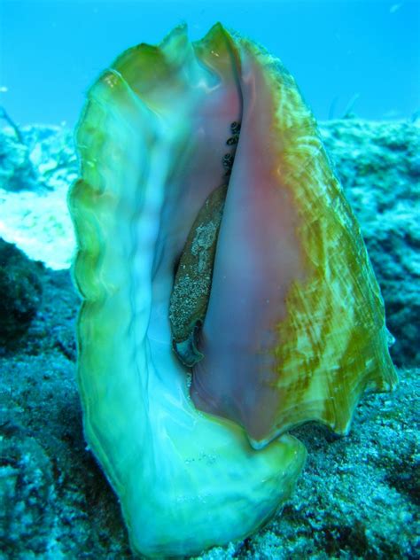 Free Images : nature, diving, underwater, seafood, fauna, coral reef, invertebrate, aquarium ...