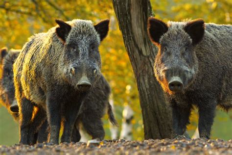 Wild Boar - A-Z Animals