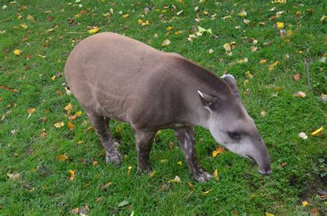 Not-quite-adult Brazilian Tapir at Chester, 30/09/17 - ZooChat