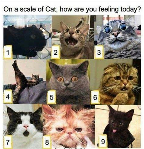 On the cat scale, how are you feeling today? | Cat memes, Funny animal ...