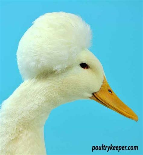 Crested-Duck-Anthony-Stanway Duck Breeds, Crest, Birds, Anthony, Swans ...