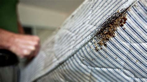 Houston ranks in Top 20 for bedbug infestations - Houston Chronicle